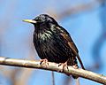 European starling in CP (33849)