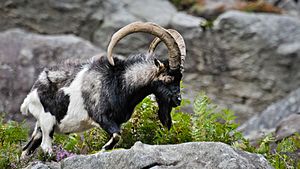 Feral Goat Glendalough