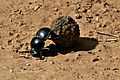 Flightless Dung Beetle Circellium Bachuss, Addo Elephant National Park, South Africa