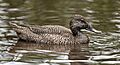 Freckled-duck-female