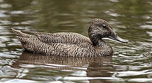Freckled-duck-female.jpg