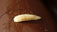 Fruit fly larva 01