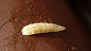 Fruit fly larva 01