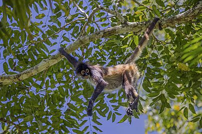 Geoffroy's spider monkey (Ateles geoffroyi yucatanensis) Peten