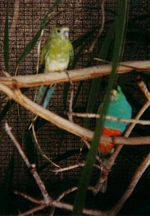 Golden-Shouldered-Parrots-1