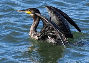 Great cormorant, Phalacrocorax carbo, Storskarv