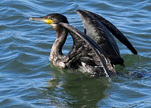 Great cormorant, Phalacrocorax carbo, Storskarv