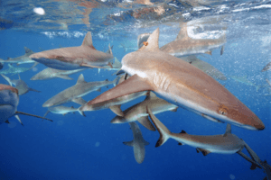 Grey reef sharks,Pacific Remote Islands MNM
