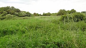 Gutteridge Wood 2