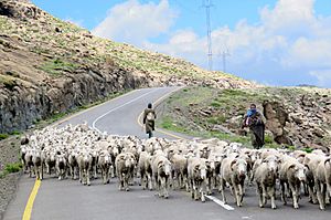 High mountain Shepherds
