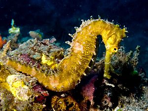 Hippocampus hystrix (Spiny seahorse) yellow