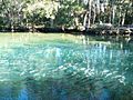 HomosassaSpringsWildlifeStatePark