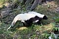 Hooded Skunk side (Gelsenkirchen)