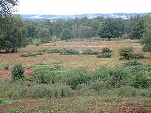Hothfield Common - geograph.org.uk - 408938
