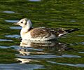 Immature black headed gull