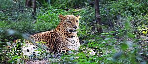 IndianLeopard
