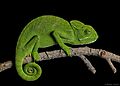 Indian chameleon From Kanakpura, Karnataka