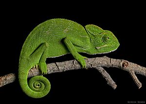 Indian chameleon From Kanakpura, Karnataka.jpg