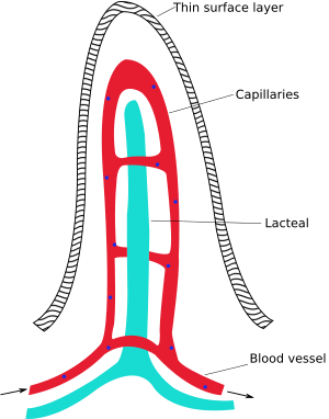 Intestinal villus simplified