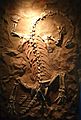 Iziko Syntarsus Fossil