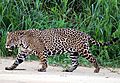 Jaguar (Panthera onca palustris) male Three Brothers River (cropped)