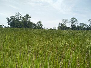 Jengraimukh paddy field