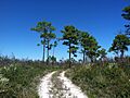 Johnathan Dickinson Trail 3