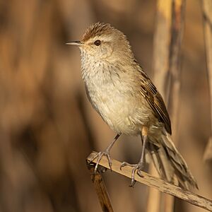 Little Grassbird - Pitt Town Lagoon.jpg