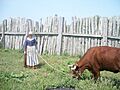 Longhorn cattle Plimoth Patuxet