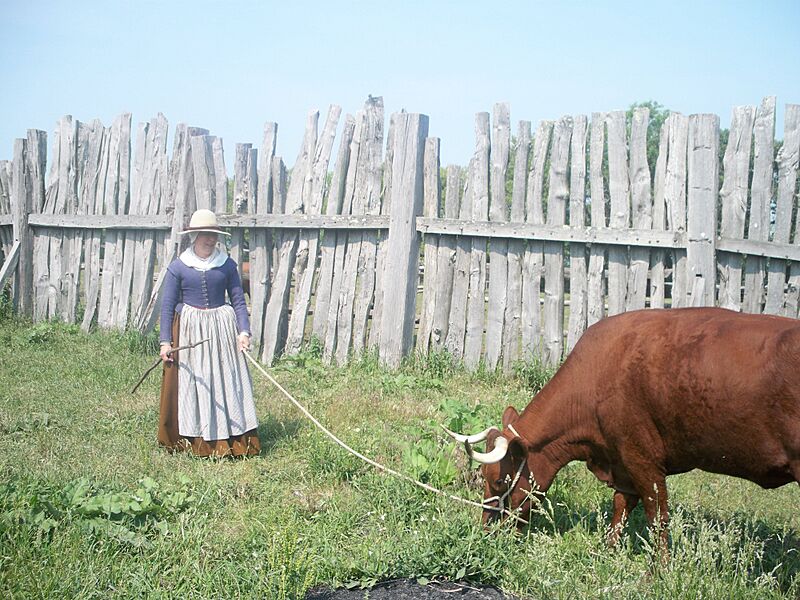 Longhorn cattle Plimoth Patuxet