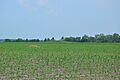 Lunsford-Pulcher Site from Oklahoma Hill Road