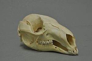 Macropus rufogriseus 04 MWNH 927