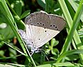 Maculinea teleius