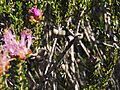 Melaleuca bisulcata (fruits)