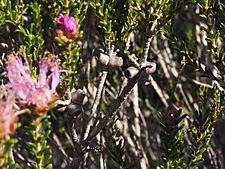 Melaleuca bisulcata (fruits)