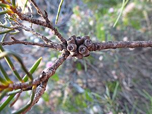 Melaleuca nematophylla (fruits)