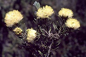 Melaleuca zonalis.jpg