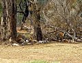 Mob of Red Kangaroos (Macropus rufus)