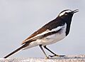 Motacilla maderaspatensis -Pashan Lake, Pune, Maharashtra, India-8