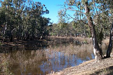 Murray River redgums at Echuca.jpg