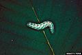 Nerice bidentata larva1