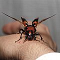 Nicrophorus americanus, American Burying Beetle (female) — taking flight, frontal view