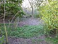 Northiam SSSI (4)