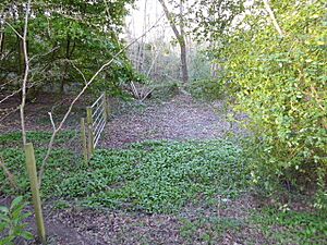 Northiam SSSI (4)