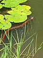 Nothern water snake swimming