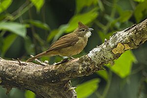 Ochraceous bulbul (Alophoixus ochraceus)