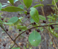 Odorless-Bayberry (5614332045)