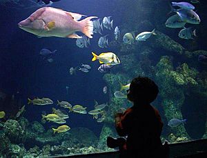 Oklahoma aquarium boy