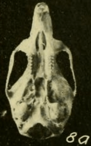 Oryzomys bombycinus alleni ventral