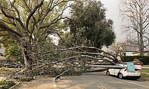 Overturned tree lamp post jan 9 2025